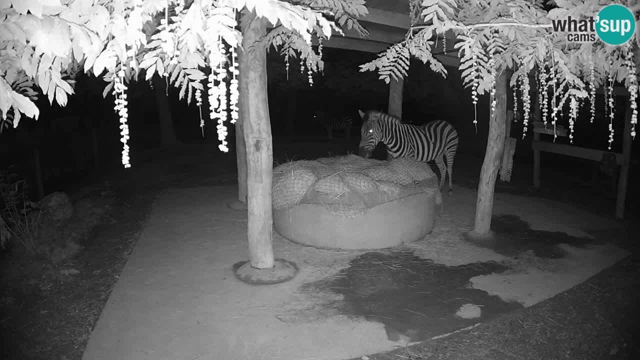 Zebre v živo v živalskem vrtu Ljubljana ZOO spletne kamere