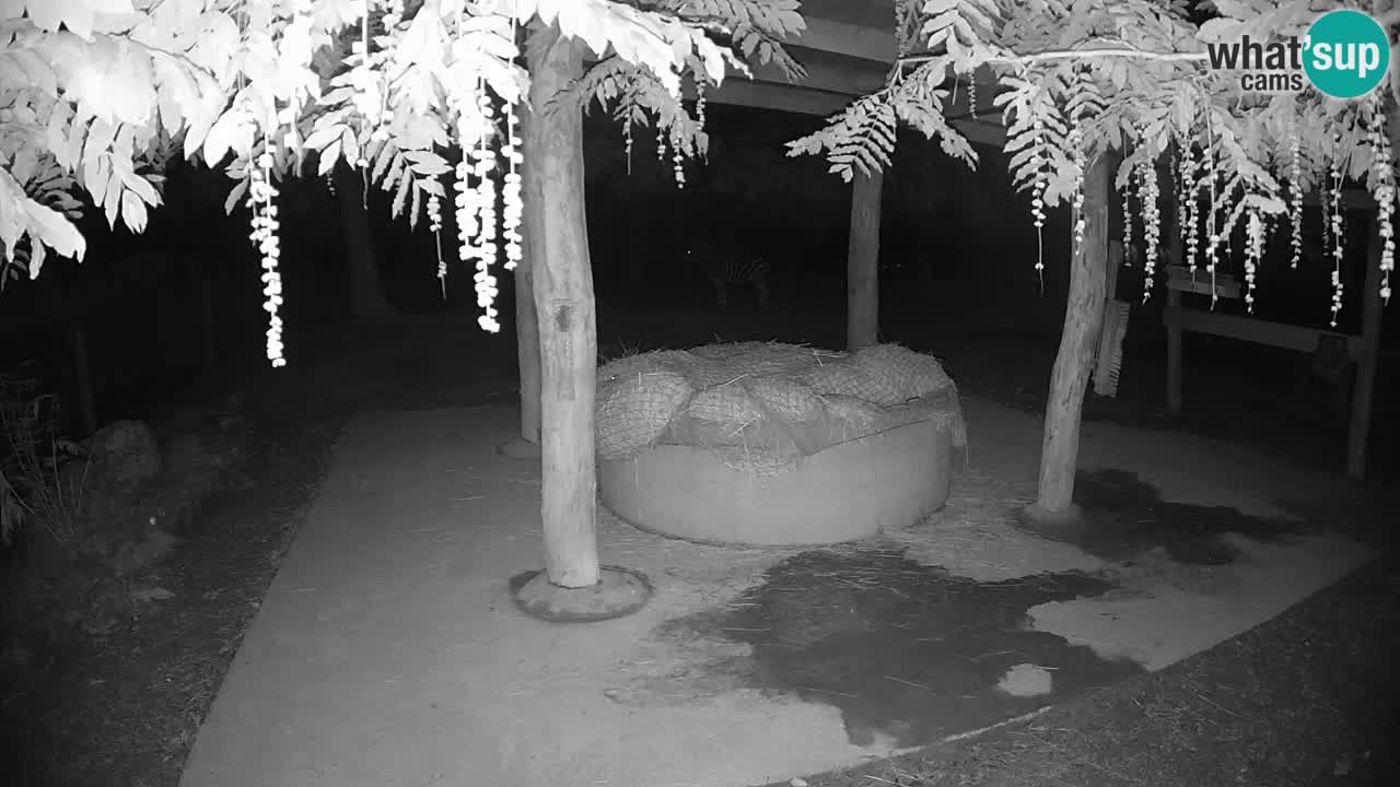 Live webcam Les zèbres in Ljubljana ZOO – Slovénie