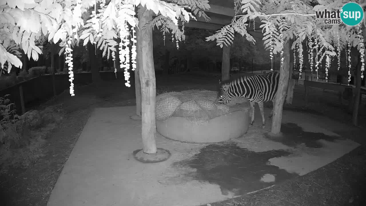 Le Zebre nello ZOO di Ljubljana – Slovenia Live webcam