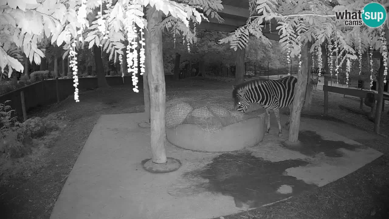 Zebre v živo v živalskem vrtu Ljubljana ZOO spletne kamere