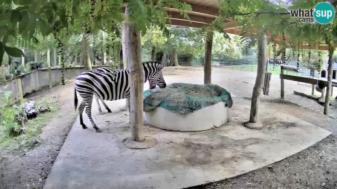 Live Webcam Zebras in Ljubljana ZOO – Slowenien