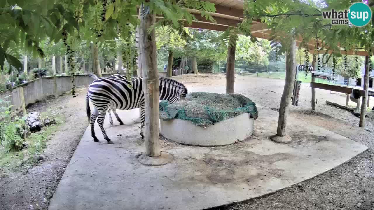 Le Zebre nello ZOO di Ljubljana – Slovenia Live webcam