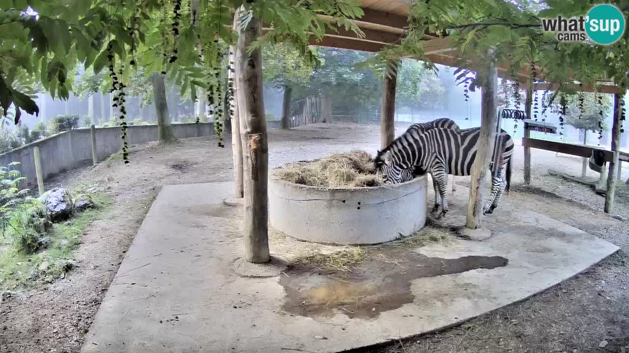 Live Webcam Zebras in Ljubljana ZOO – Slowenien