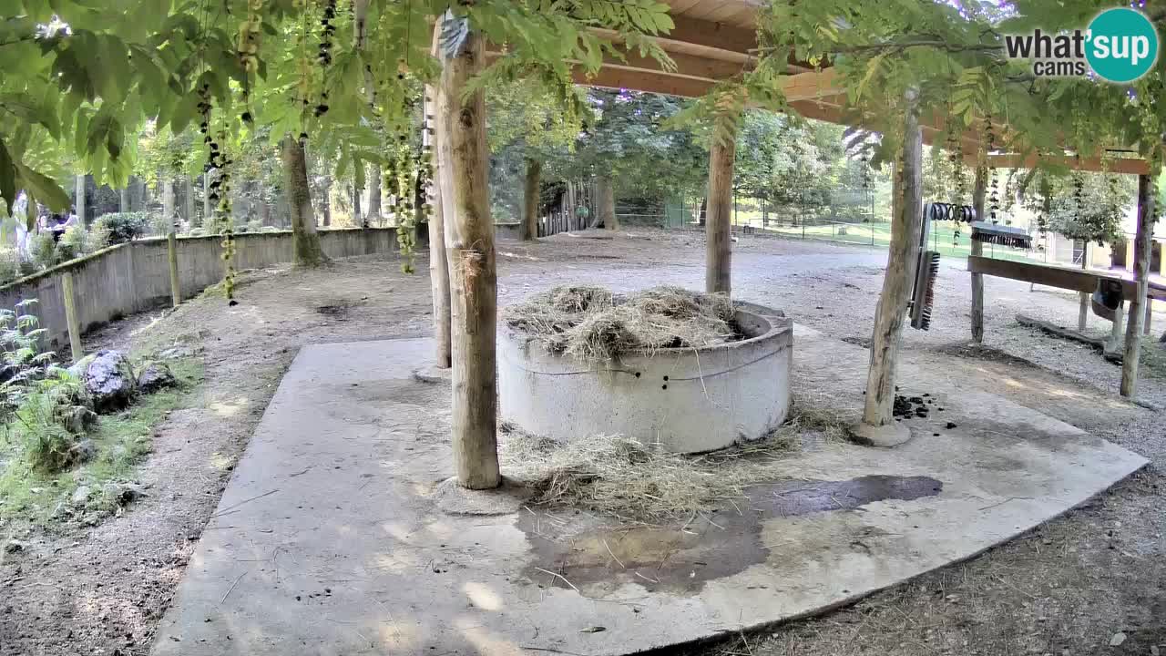 Live Webcam Zebras in Ljubljana ZOO – Slowenien