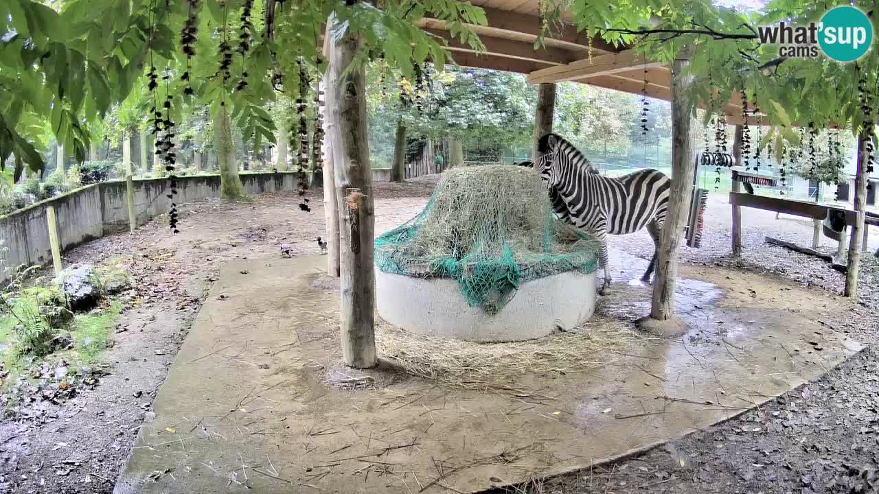 Live webcam Zebras in Ljubljana ZOO – Slovenia