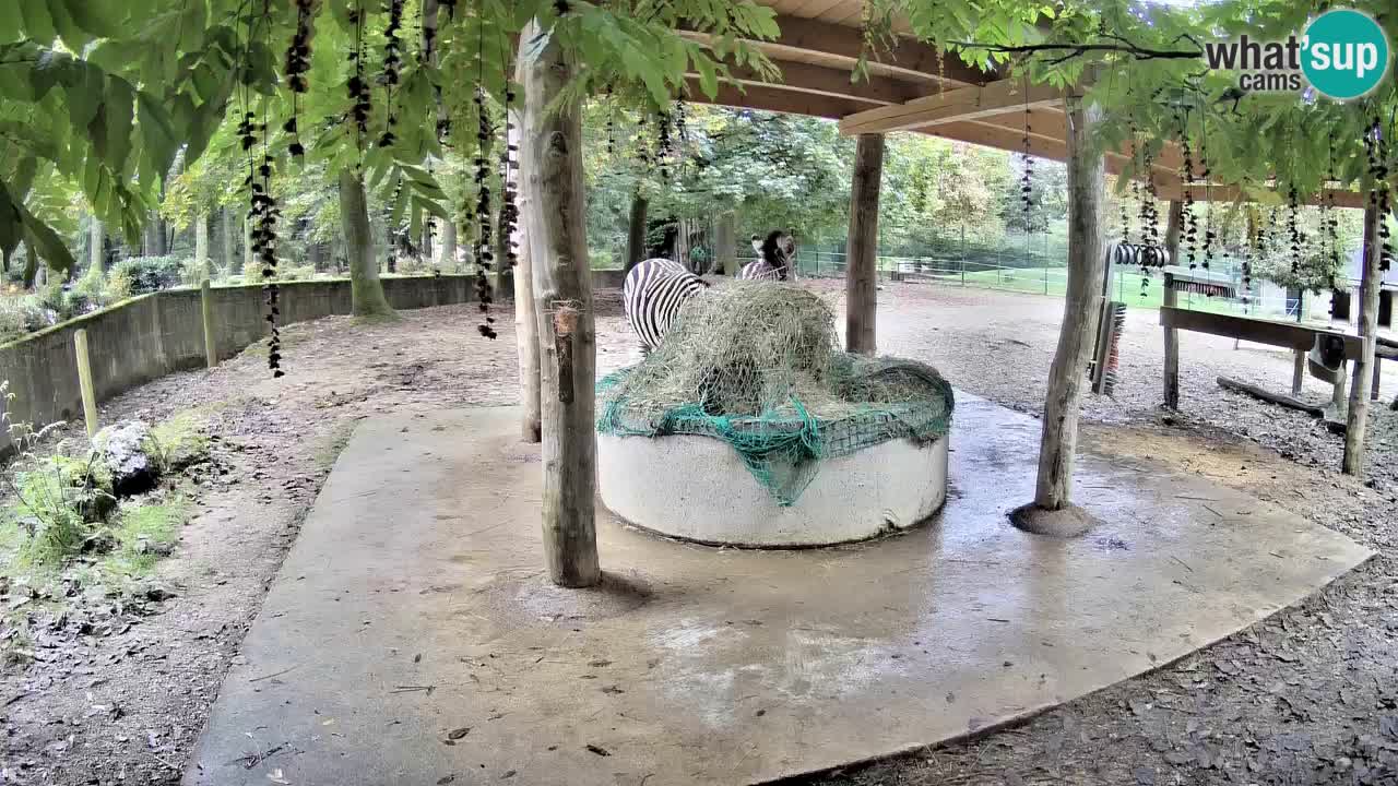 Live webcam Zebras in Ljubljana ZOO – Slovenia