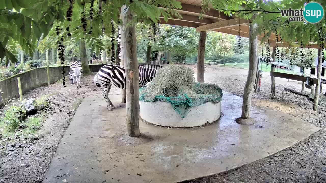 Live webcam Les zèbres in Ljubljana ZOO – Slovénie