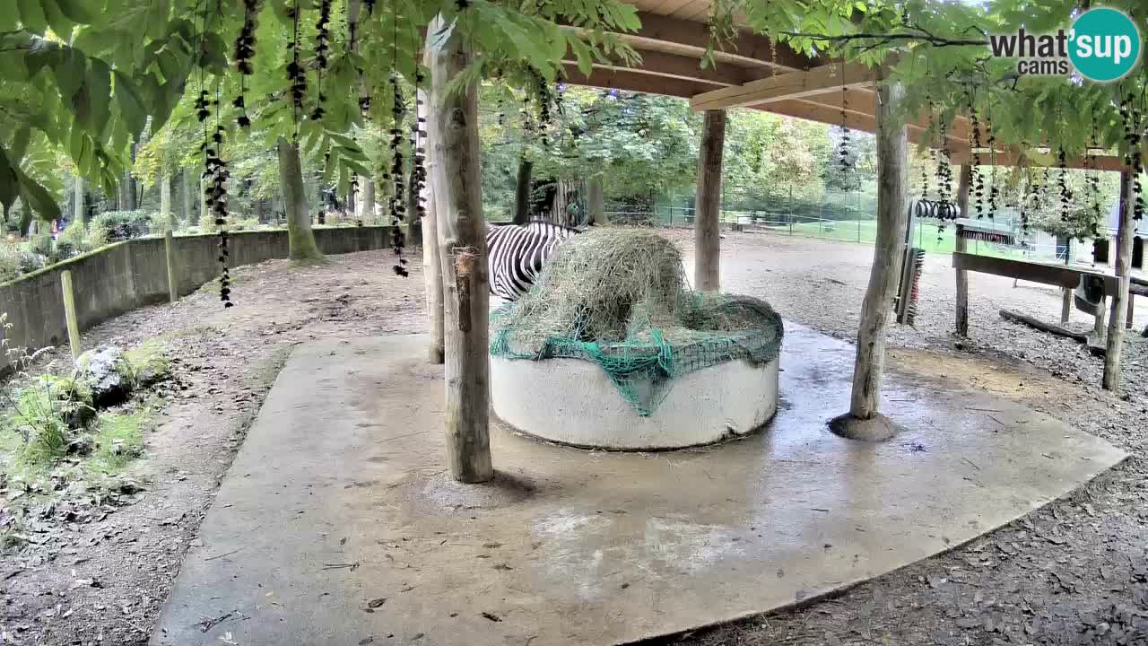 Live webcam Zebras in Ljubljana ZOO – Slovenia