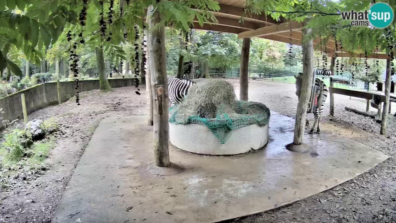 Live Webcam Zebras in Ljubljana ZOO – Slowenien