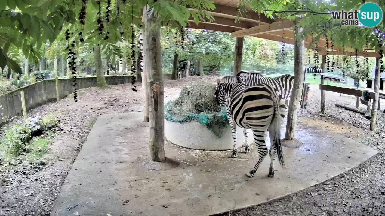 Le Zebre nello ZOO di Ljubljana – Slovenia Live webcam