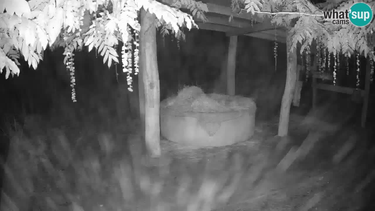 Live webcam Les zèbres in Ljubljana ZOO – Slovénie