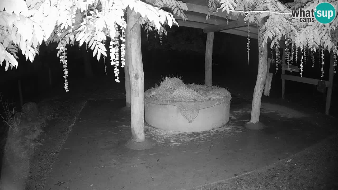 Le Zebre nello ZOO di Ljubljana – Slovenia Live webcam