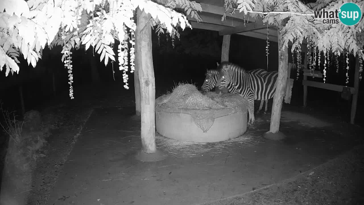 Zebre v živo v živalskem vrtu Ljubljana ZOO spletne kamere