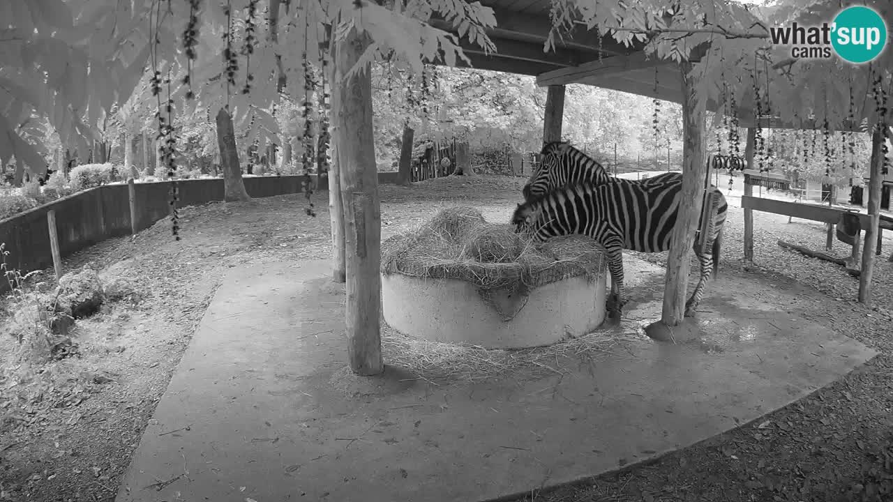 Le Zebre nello ZOO di Ljubljana – Slovenia Live webcam