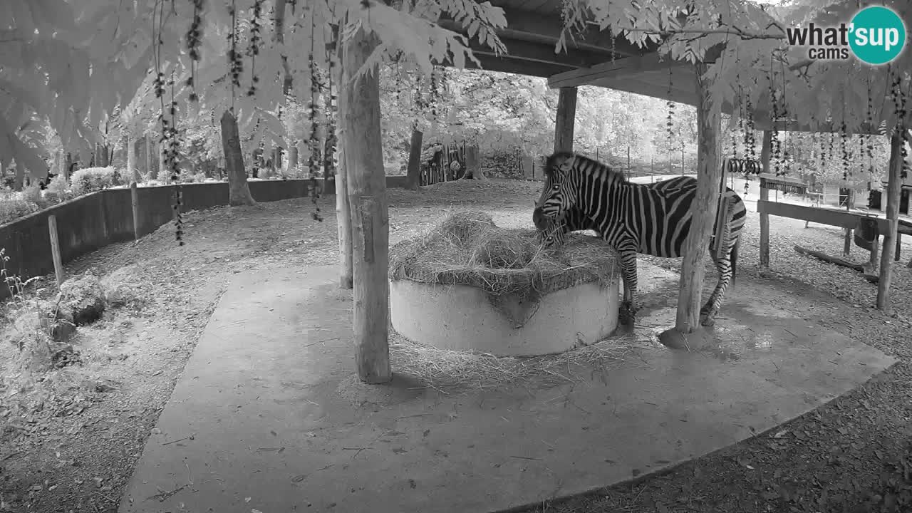 Zebre v živo v živalskem vrtu Ljubljana ZOO spletne kamere