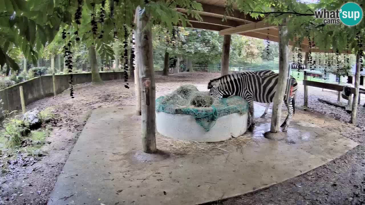 Live webcam Zebras in Ljubljana ZOO – Slovenia