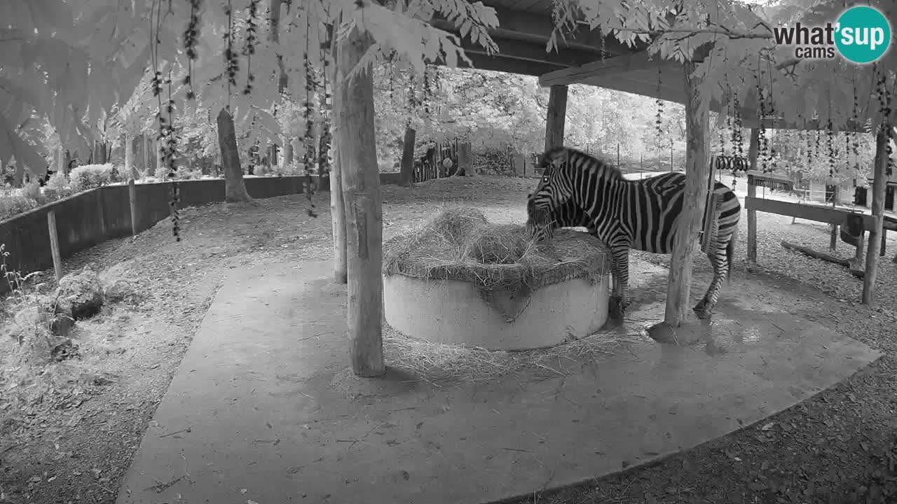 Web kamera uživo Zebras u ZOO Ljubljana – Slovenija