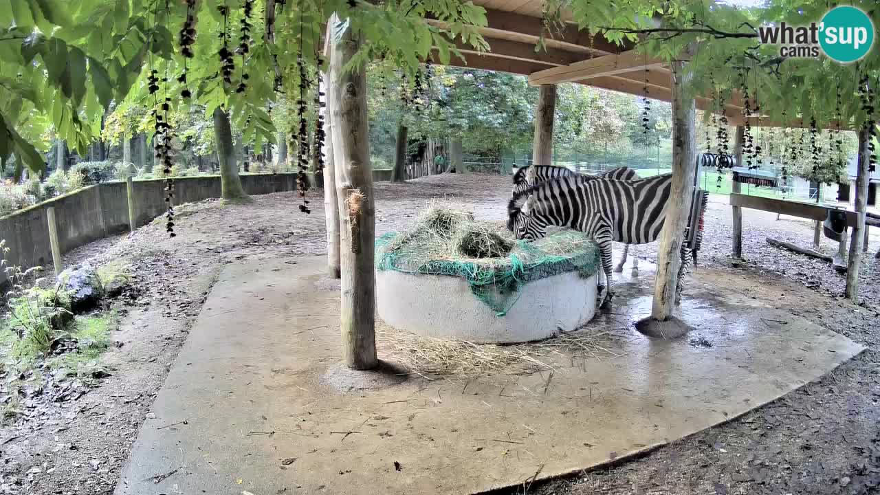 Live webcam Les zèbres in Ljubljana ZOO – Slovénie