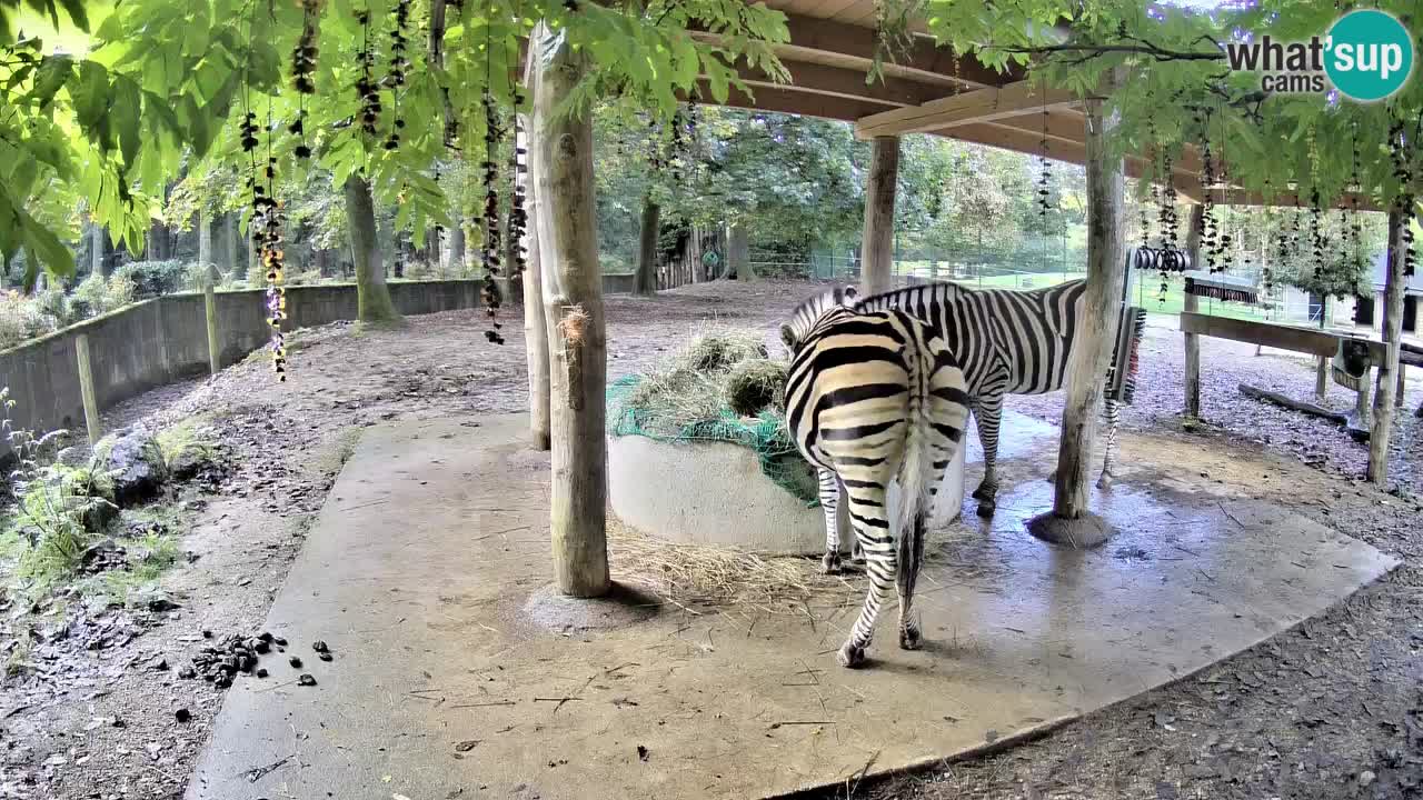 Live webcam Les zèbres in Ljubljana ZOO – Slovénie