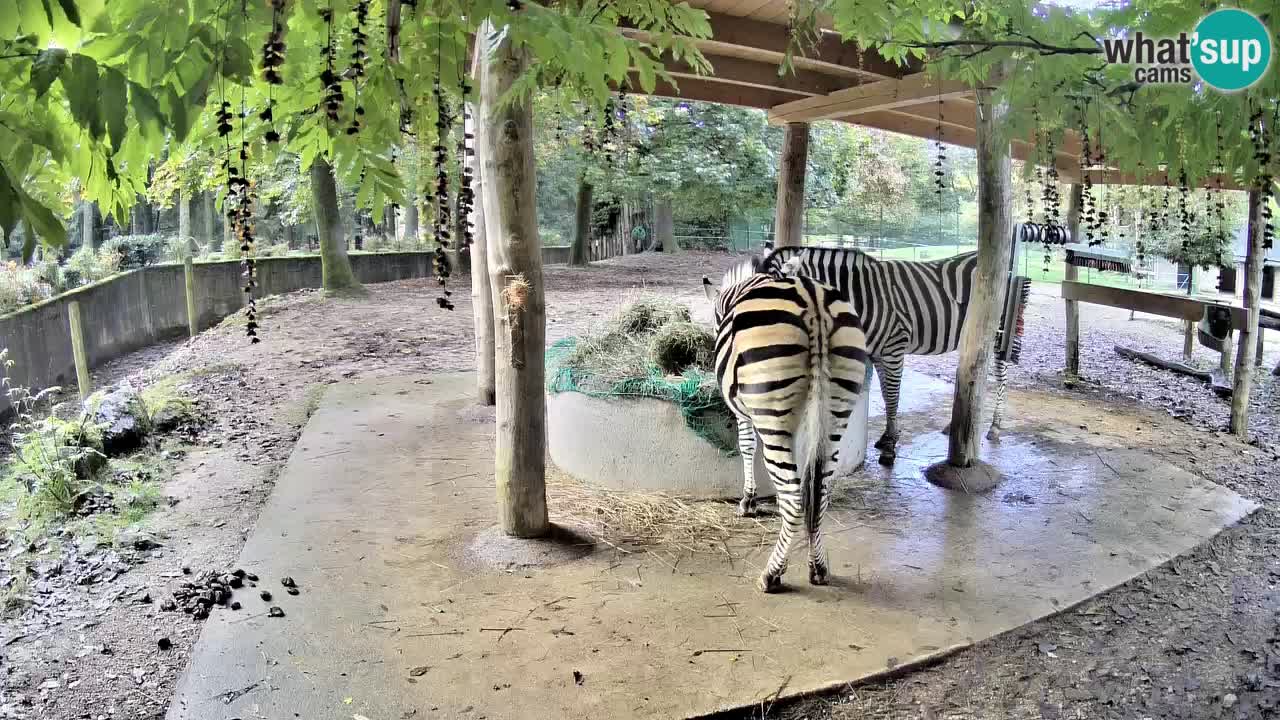 Live Webcam Zebras in Ljubljana ZOO – Slowenien