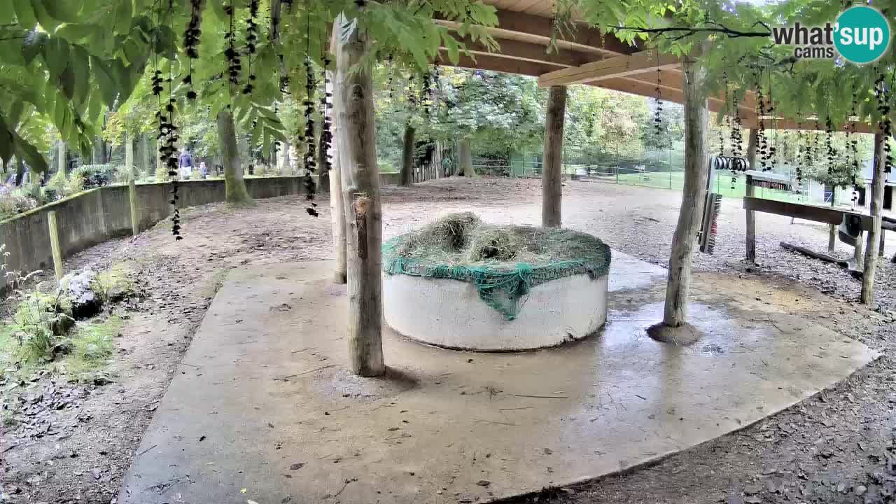 Live webcam Les zèbres in Ljubljana ZOO – Slovénie