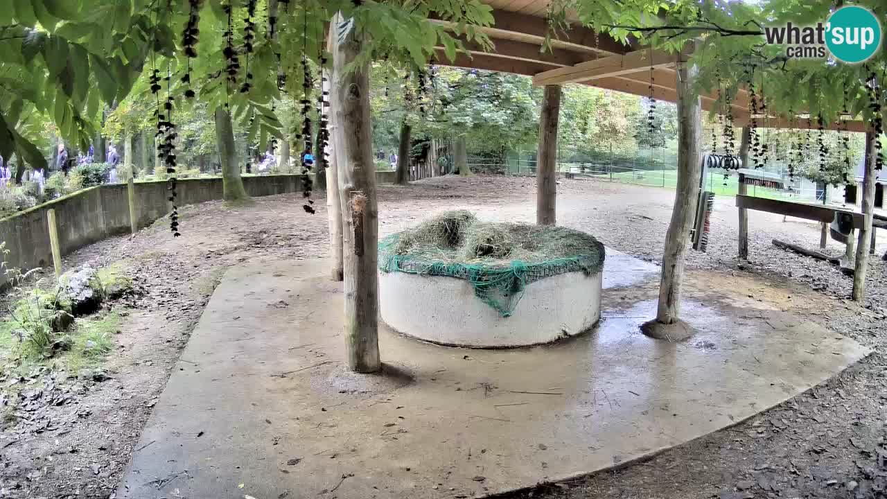 Live webcam Les zèbres in Ljubljana ZOO – Slovénie