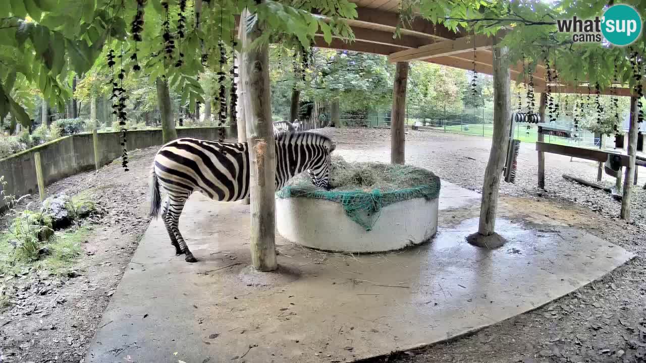 Camera en vivo Cebras in Ljubljana ZOO – Eslovenia