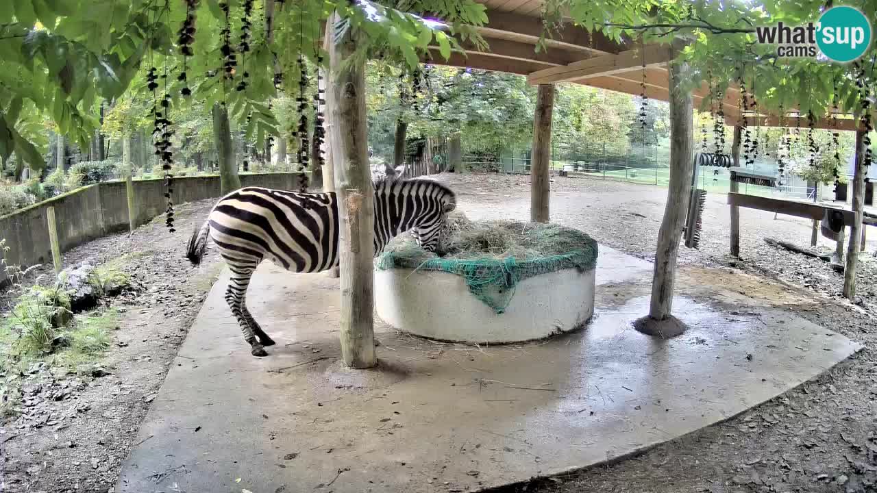 Camera en vivo Cebras in Ljubljana ZOO – Eslovenia