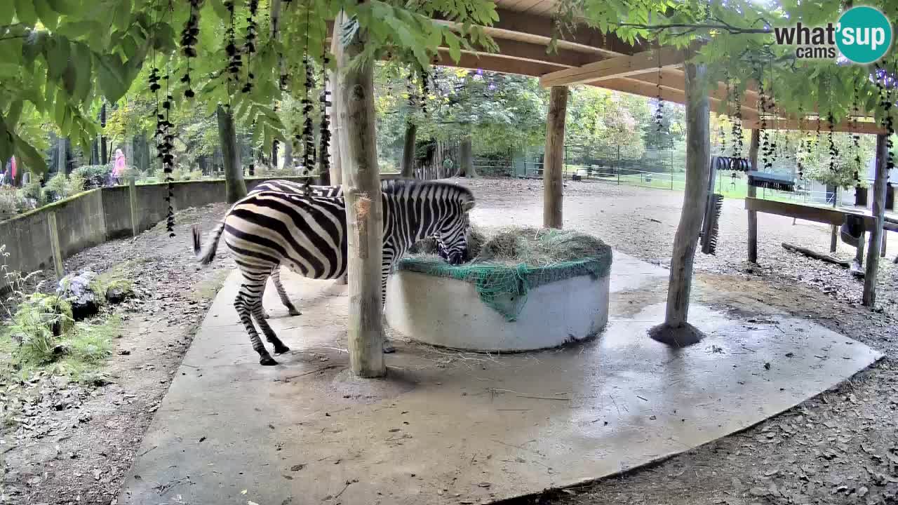 Zebre v živo v živalskem vrtu Ljubljana ZOO spletne kamere