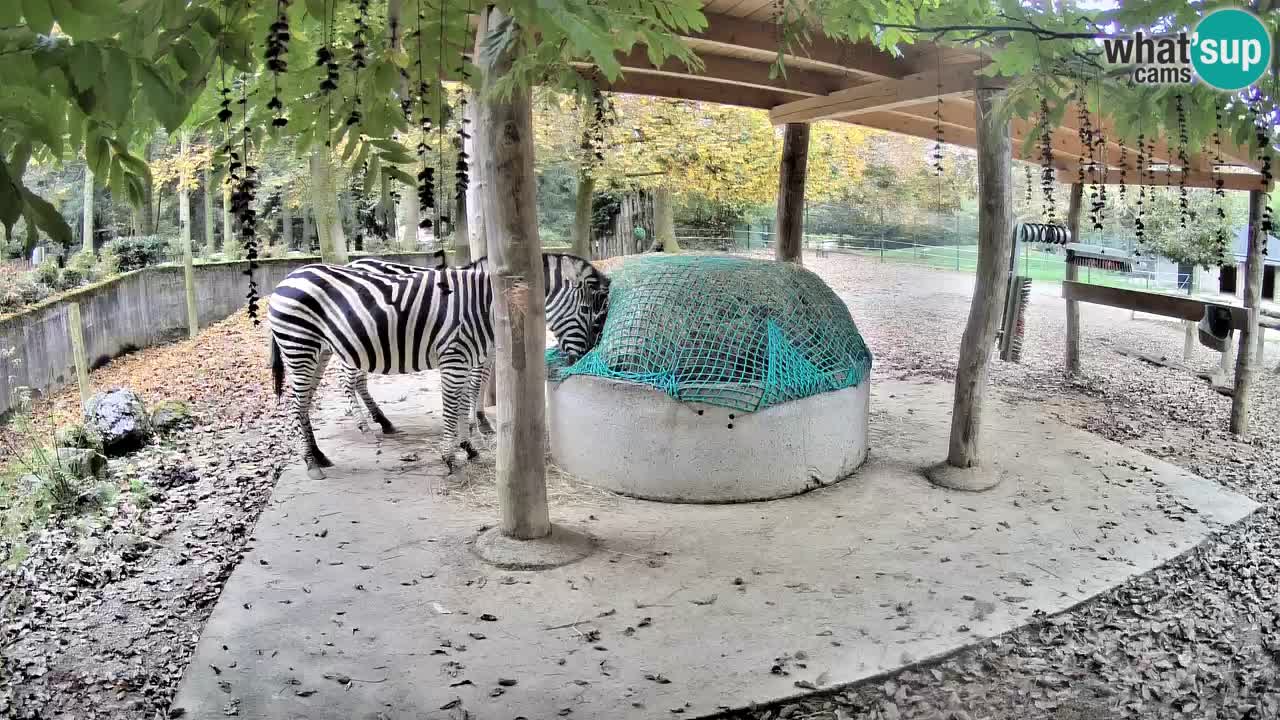 Live webcam Zebras in Ljubljana ZOO – Slovenia