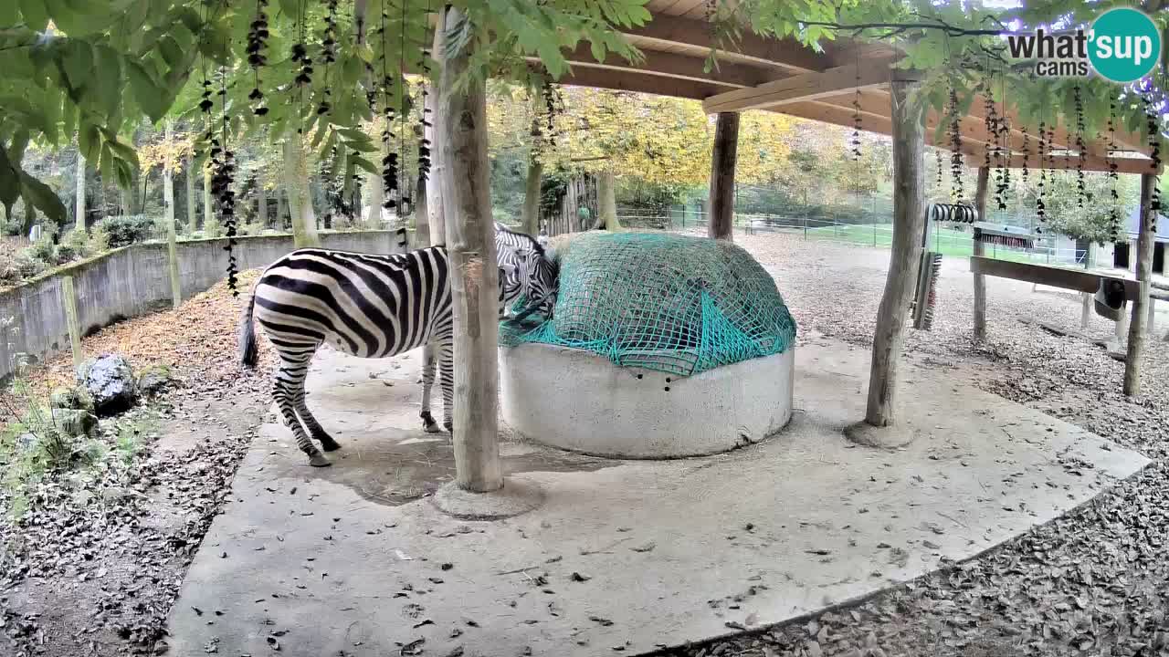 Live webcam Zebras in Ljubljana ZOO – Slovenia