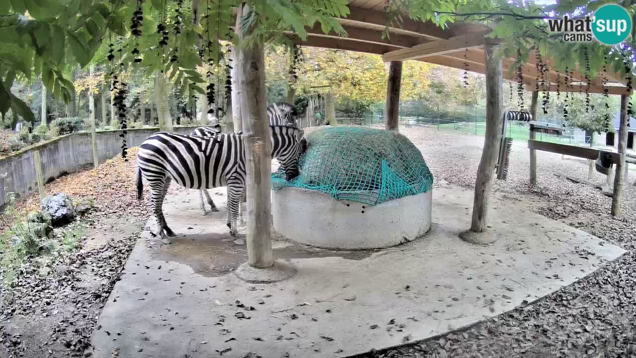 Web kamera uživo Zebras u ZOO Ljubljana – Slovenija