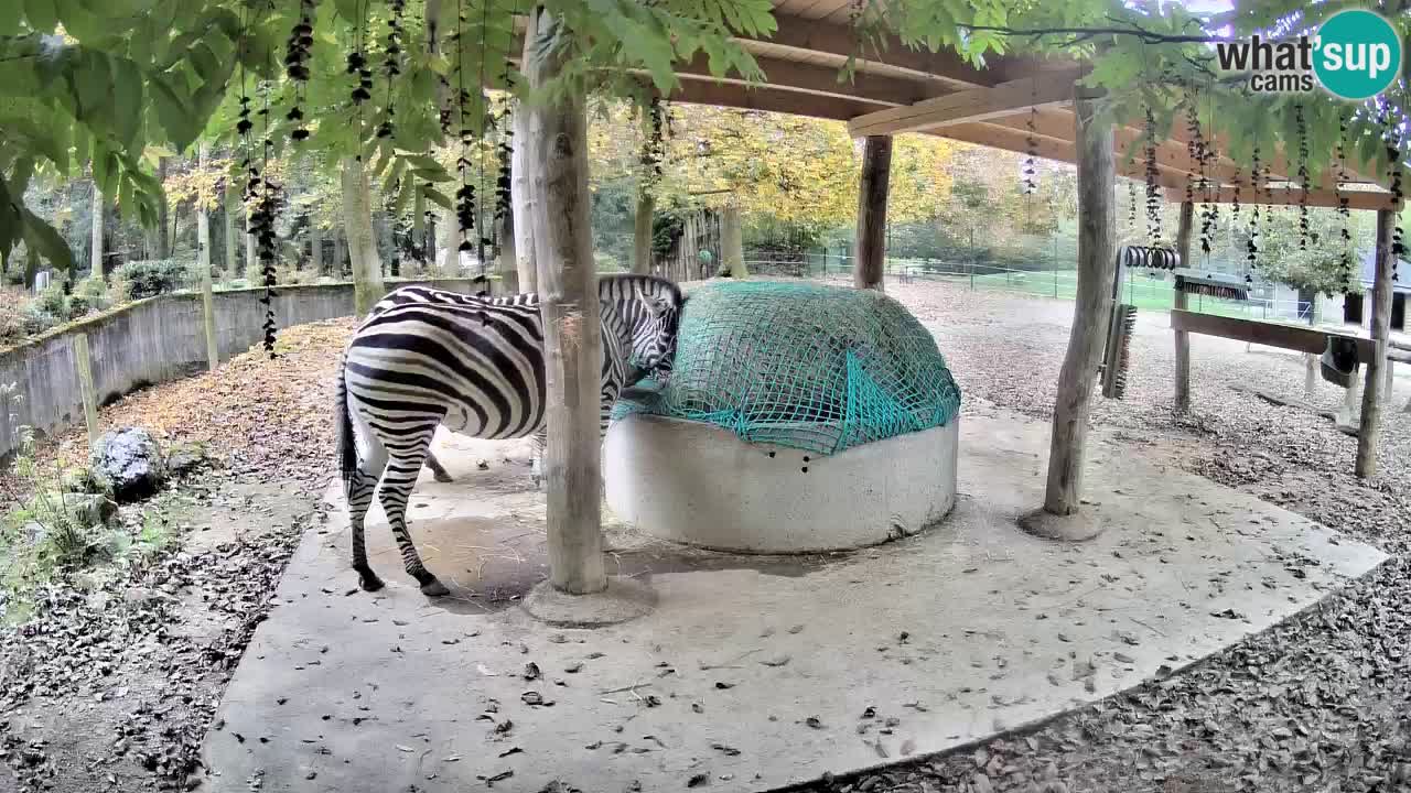 Live webcam Les zèbres in Ljubljana ZOO – Slovénie