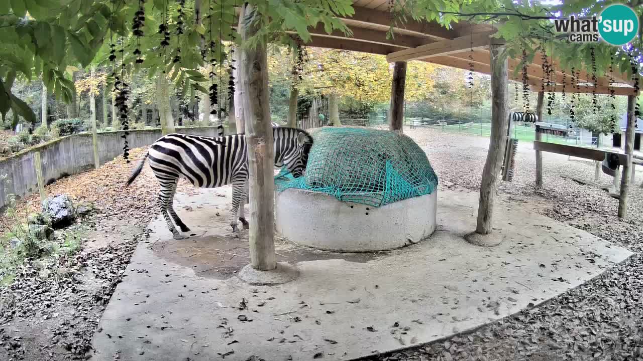 Zebre v živo v živalskem vrtu Ljubljana ZOO spletne kamere