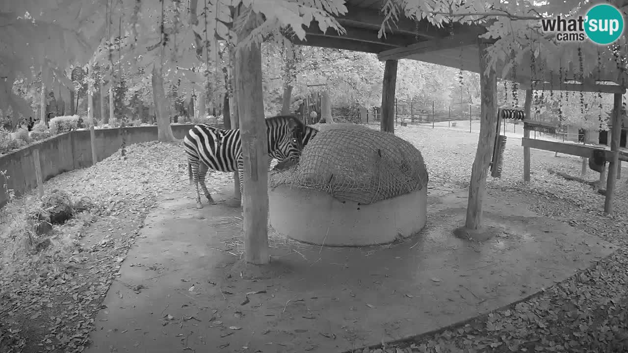 Camera en vivo Cebras in Ljubljana ZOO – Eslovenia