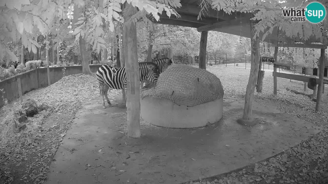 Zebre v živo v živalskem vrtu Ljubljana ZOO spletne kamere