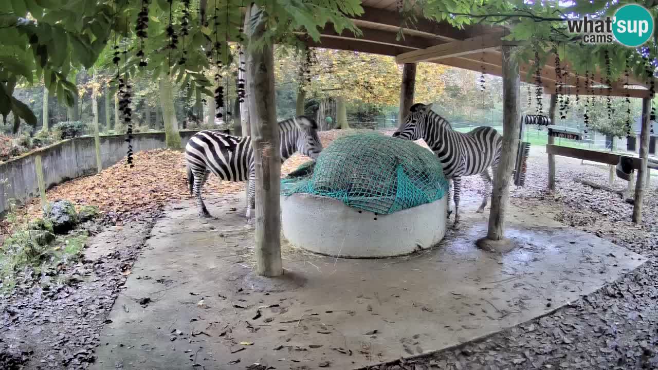 Live Webcam Zebras in Ljubljana ZOO – Slowenien