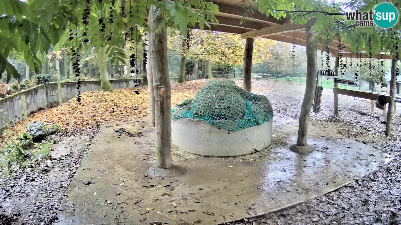 Zebre v živo v živalskem vrtu Ljubljana ZOO spletne kamere