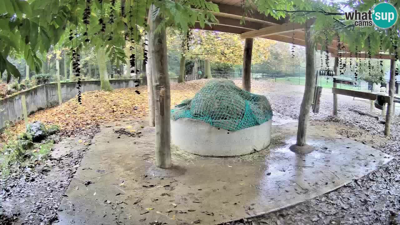 Live webcam Les zèbres in Ljubljana ZOO – Slovénie