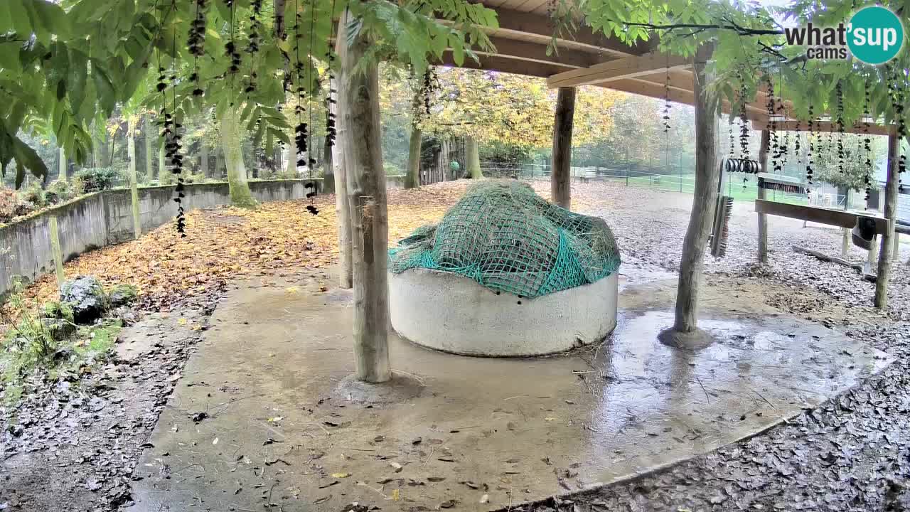 Live Webcam Zebras in Ljubljana ZOO – Slowenien