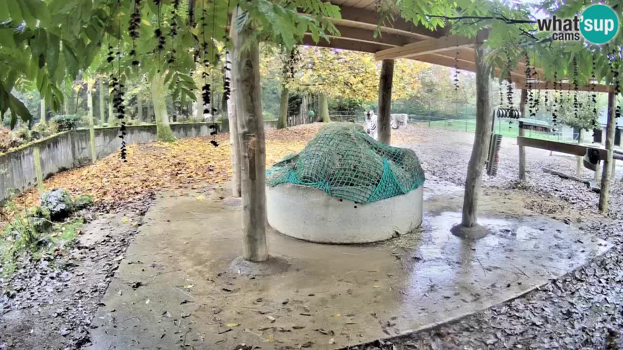 Live Webcam Zebras in Ljubljana ZOO – Slowenien