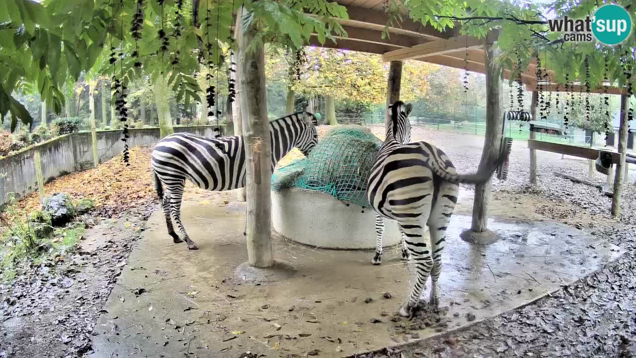 Zebre v živo v živalskem vrtu Ljubljana ZOO spletne kamere