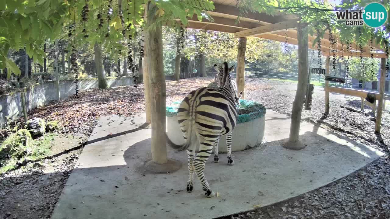 Live webcam Zebras in Ljubljana ZOO – Slovenia