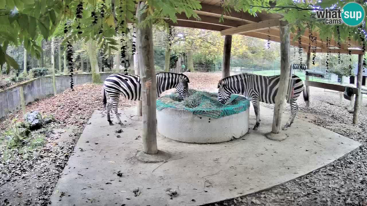 Zebre v živo v živalskem vrtu Ljubljana ZOO spletne kamere