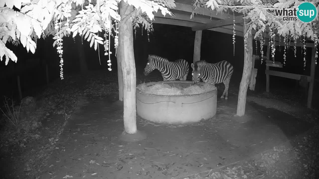 Live Webcam Zebras in Ljubljana ZOO – Slowenien