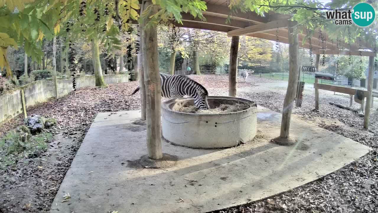 Zebre v živo v živalskem vrtu Ljubljana ZOO spletne kamere