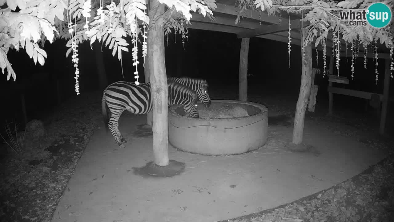 Le Zebre nello ZOO di Ljubljana – Slovenia Live webcam