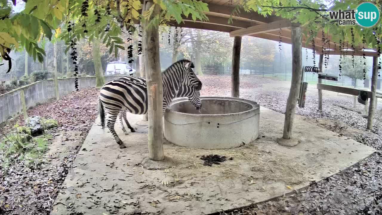 Live webcam Zebras in Ljubljana ZOO – Slovenia