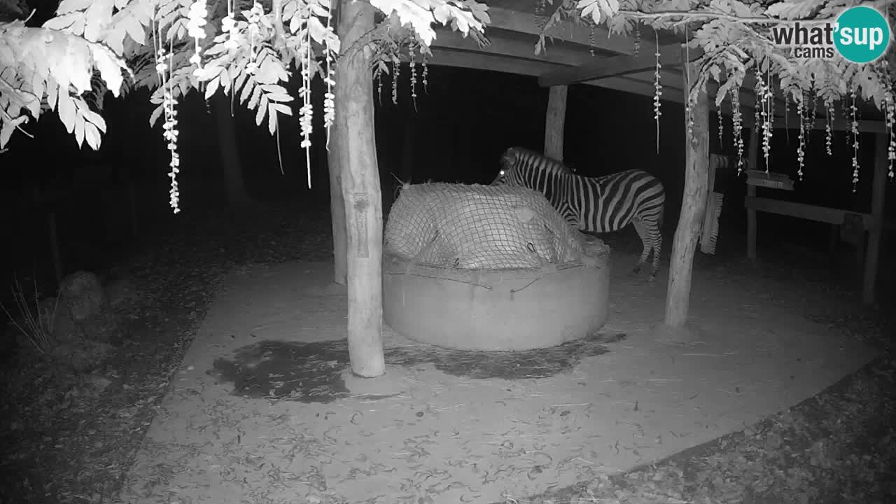 Live Webcam Zebras in Ljubljana ZOO – Slowenien