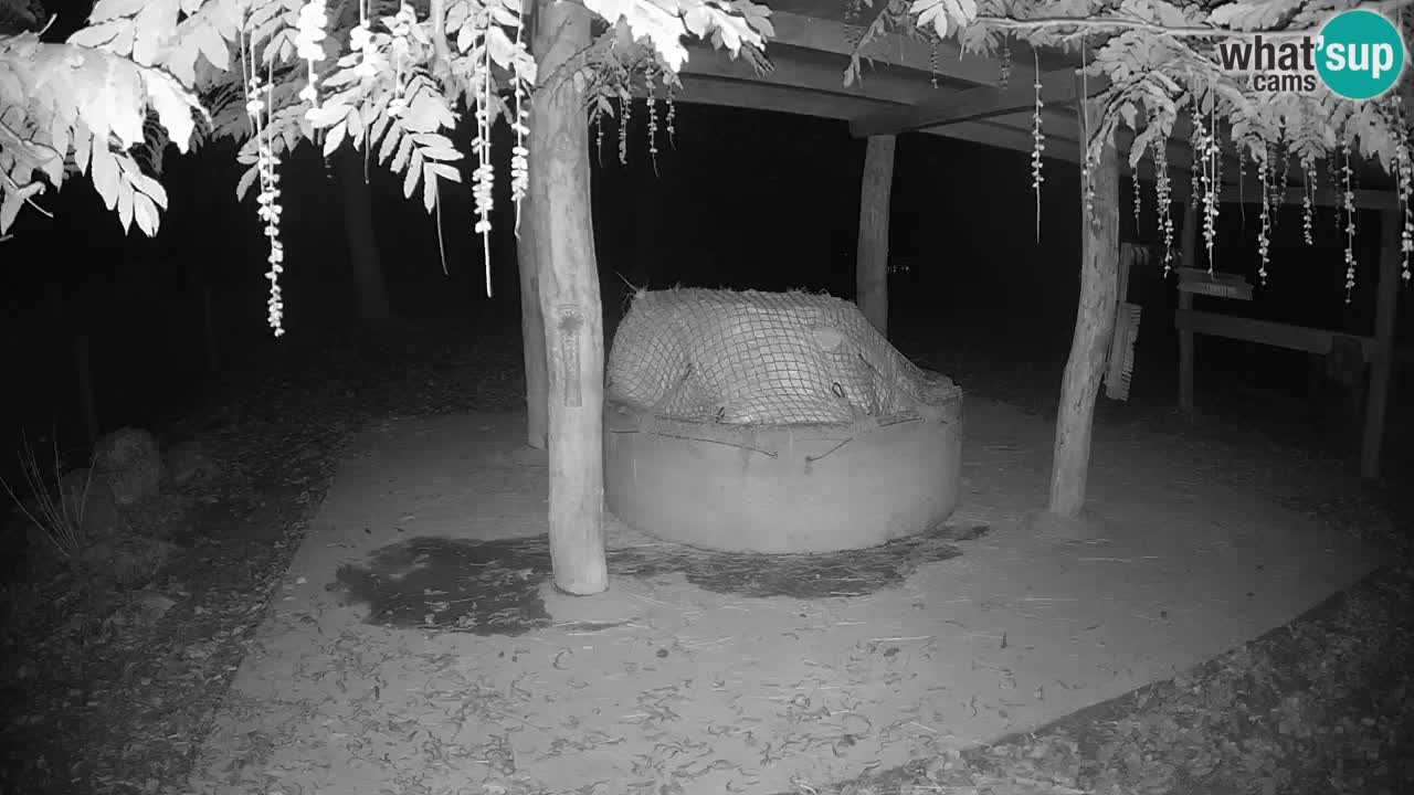 Live Webcam Zebras in Ljubljana ZOO – Slowenien